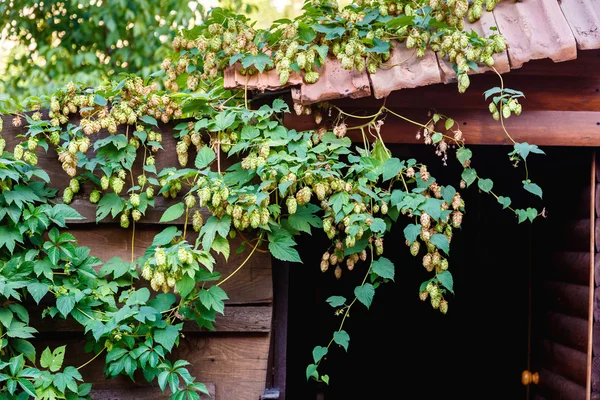 Eski bir ahırın çatısına güneşli günde büyüyen yeşil şerbetçiotu. Bira üretimi için hammadde