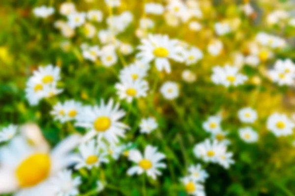 Wild chamomile flowers on a field on a sunny day. blurred background