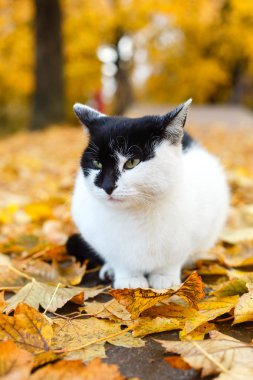 Sarı yaprakları ile sonbahar parkta oturan siyah ve beyaz kedi