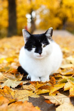 Sarı yaprakları ile sonbahar parkta oturan siyah ve beyaz kedi