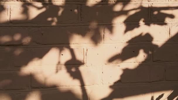 바람이 나뭇가지를 흔들며 실루엣으로 벽에는 그림자가 드리워져 자연광 추상적 — 비디오