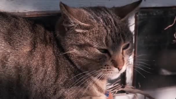 ホームレス猫座っています屋外で日当たりの良い暑い日 — ストック動画