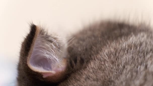 Ucho Śpiącego Kota Domowego Rasy Scottish Fold Ekstremalne Zbliżenie Makro — Wideo stockowe