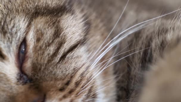Wajah Kucing Domestik Yang Sedang Tidur Dari Scottish Fold Breed — Stok Video