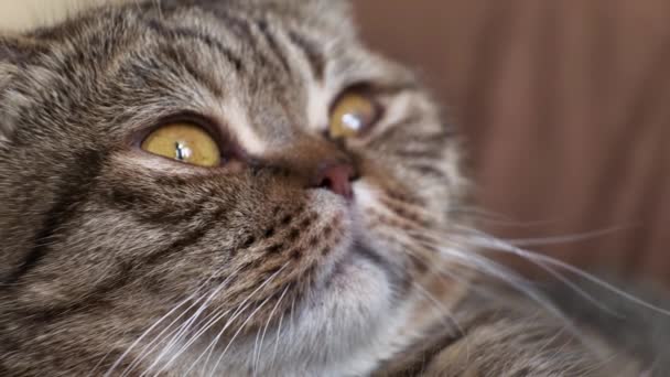 Φίμωτρο Μιας Εγχώριας Γάτας Σκωτσέζικης Ράτσας Ψεύδεται Παρακολουθεί Ακραίο Κοντινό — Αρχείο Βίντεο