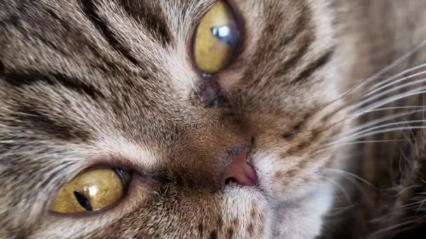 Muzzle Domestic Cat Scottish Fold Breed Lies Watching Extrem Närbild — Stockvideo