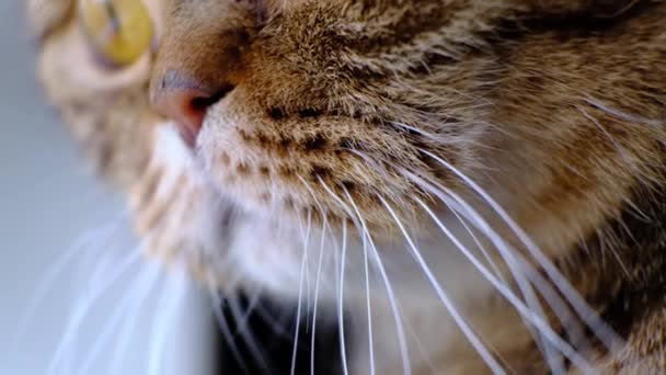 Wajah Kucing Domestik Dari Scottish Fold Berkembang Biak Dekat Jendela — Stok Video