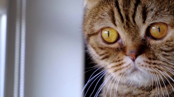 Visage Chat Domestique Race Scottish Fold Près Une Fenêtre Maison — Video