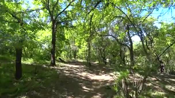 Perspectiva Pessoal Pov Caminhante Caminhando Caminho Através Floresta Verde Dia — Vídeo de Stock