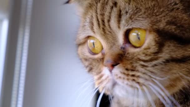 苏格兰人的一只家猫在自家窗边看着它的脸 田野深度 自然光 — 图库视频影像