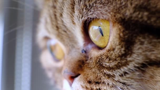 Visage Chat Domestique Race Scottish Fold Près Une Fenêtre Maison — Video