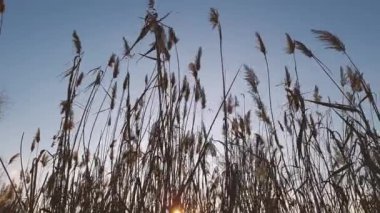 Kuru kamışların silueti rüzgarda sallanıyor mavi gökyüzü arka planında gün batımında, arka planda.