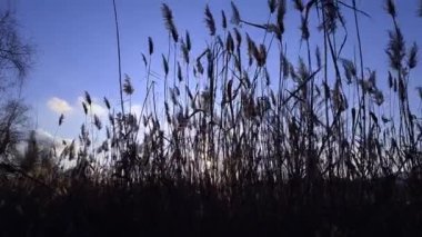 Kuru kamışların silueti, gün batımında mavi gökyüzünde rüzgarda sallanıyor.