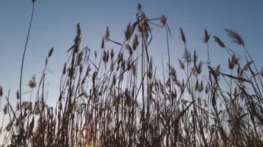 Kuru kamışların silueti rüzgarda sallanıyor mavi gökyüzü arka planında gün batımında, arka planda.