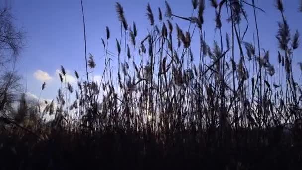 La silueta de las cañas secas se balancea en el viento sobre un fondo azul del cielo en una puesta de sol — Vídeos de Stock