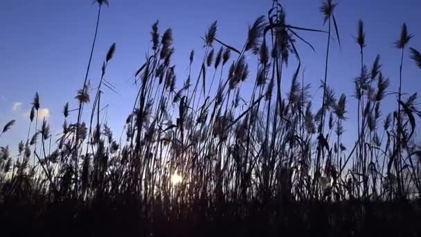 Silhueta de juncos secos oscilam no vento em um fundo de céu azul em um pôr-do-sol — Vídeo de Stock