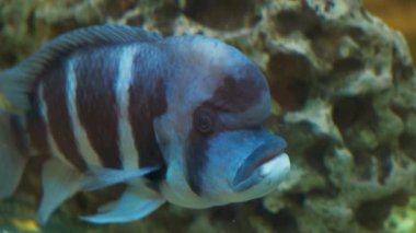 Büyük egzotik balıklar akvaryumda yavaşça yüzerler.