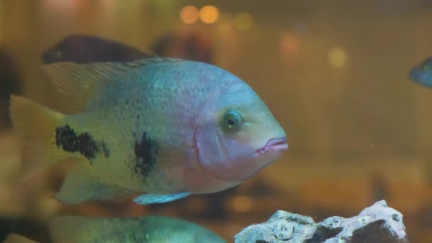 Grandes Peces Exóticos Nadan Lentamente Acuario — Vídeo de stock