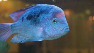 Büyük egzotik cichlid mavi balığı restorandaki akvaryumda yavaşça yüzer..