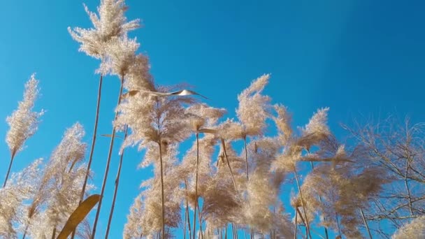 Suché Rákosí Houpat Větru Slunečného Dne Modré Obloze Pozadí Venkově — Stock video