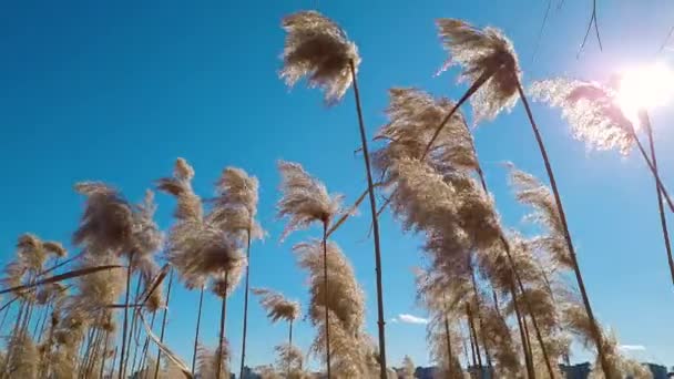 Las Cañas Secas Balancean Viento Día Soleado Sobre Fondo Cielo — Vídeos de Stock