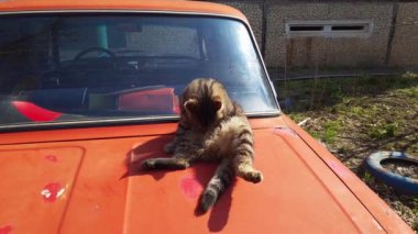 Evsiz sevimli kedi yavrusu eski turuncu arabanın üzerine uzanmış, sıcak güneşli bir yaz gününde kendini yalıyor..