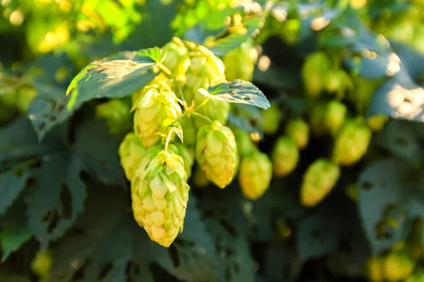 Green hops — Stock Photo, Image