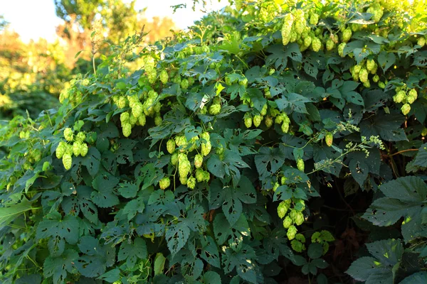 Yeşil şerbetçiotu