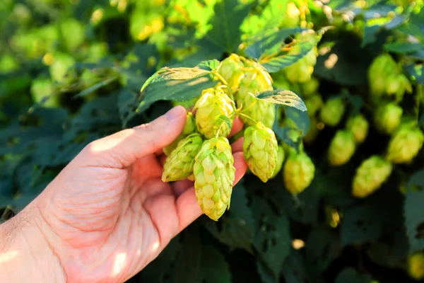 Yaşlı adamın el ve yeşil atlama