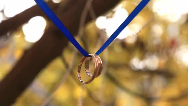 Wedding rings on a blue ribbon on a tree — Stock Video