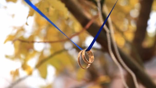 在一棵树上的蓝丝带上的结婚戒指 — 图库视频影像