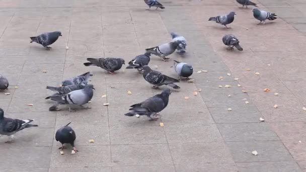 Tauben picken Brot auf der Straße und fliegen dann davon — Stockvideo