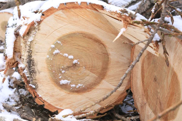 Troncos Madera Aserrada Con Anillos Anuales Ramitas Nieve —  Fotos de Stock