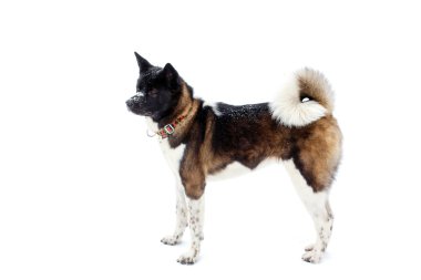 Siyah namlu kış ile Akita köpek doğurmak karda
