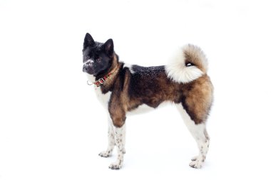 Siyah namlu kış ile Akita köpek doğurmak karda