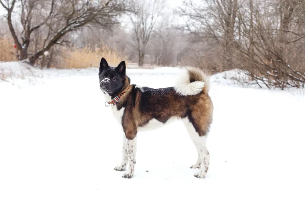 Akita perro crianza con un negro hocico invierno en el parque —  Fotos de Stock