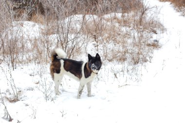 Parkta bir siyah namlu kış ile Akita köpek doğurmak