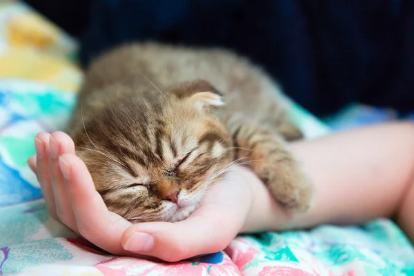 Slcottish gatinho dormir em uma mão feminina — Fotografia de Stock