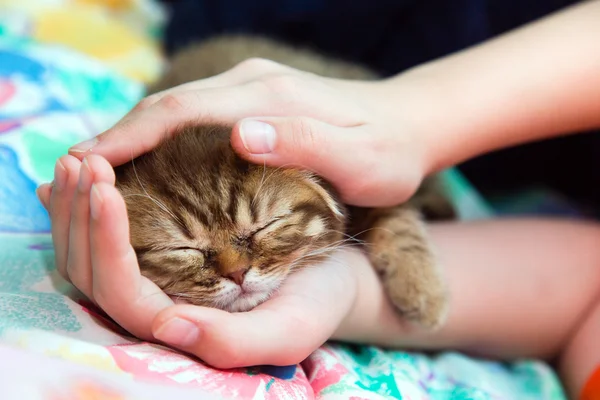 Gatinho adormecido em mãos femininas — Fotografia de Stock