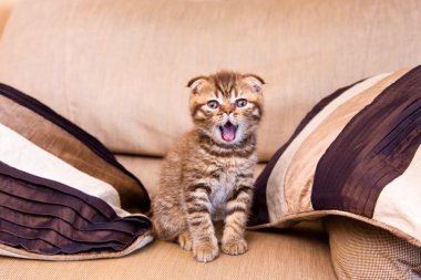 Açık ağız bir sandalyede oturuyor ile İskoç yavru kedi