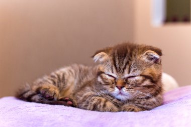 İskoç kedi evde pembe bir yastık uyku