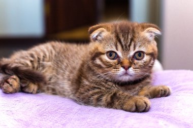 İskoç kedi evde pembe yastık üzerinde yalan