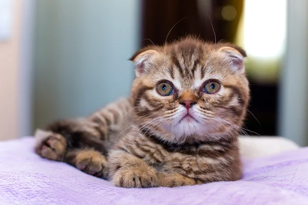 Gatinho escocês deitado em um travesseiro rosa em casa — Fotografia de Stock