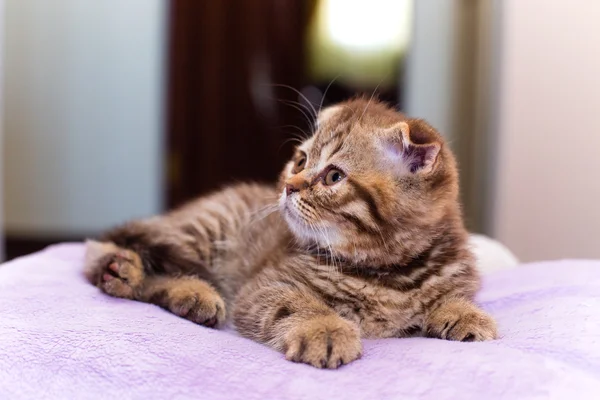 Gatinho Escocês Deitado Travesseiro Rosa Casa — Fotografia de Stock