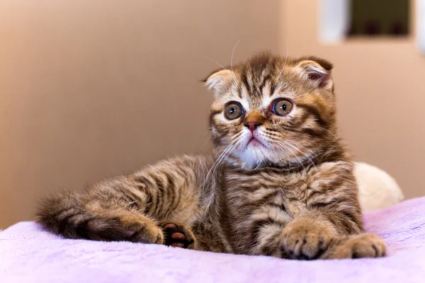 Gatinho escocês deitado em um travesseiro rosa em casa — Fotografia de Stock