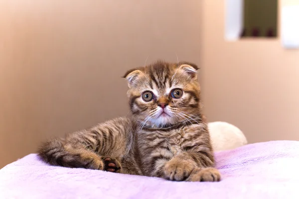 Σκωτσέζικο γατάκι που βρίσκεται σε ένα ροζ μαξιλάρι στο σπίτι — Φωτογραφία Αρχείου