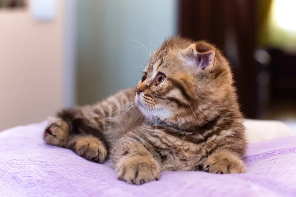 Gatinho escocês deitado em um travesseiro rosa em casa — Fotografia de Stock