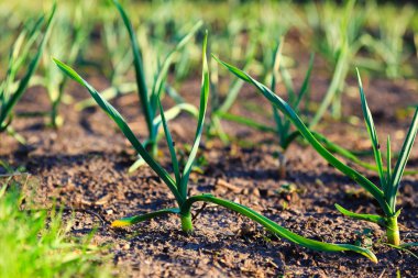 Sarımsak bahçede genç lahanası