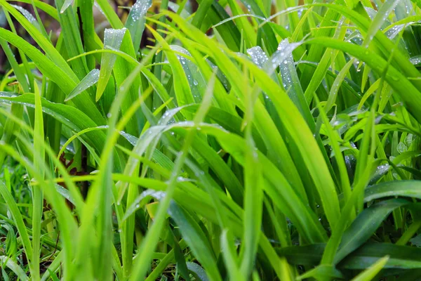 Rosée fraîche sur l'herbe verte gros plan — Photo