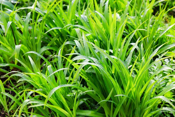 Orvalho fresco na grama verde closeup — Fotografia de Stock